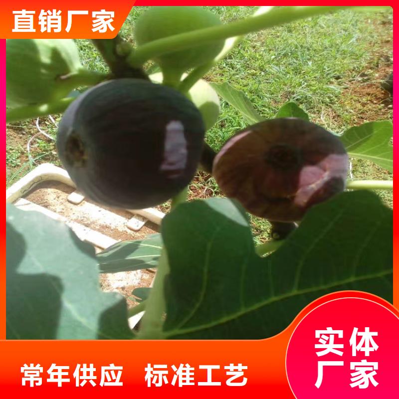 无花果石榴树极速发货