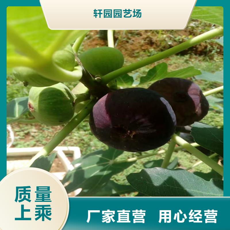 【无花果】梨树苗适用场景