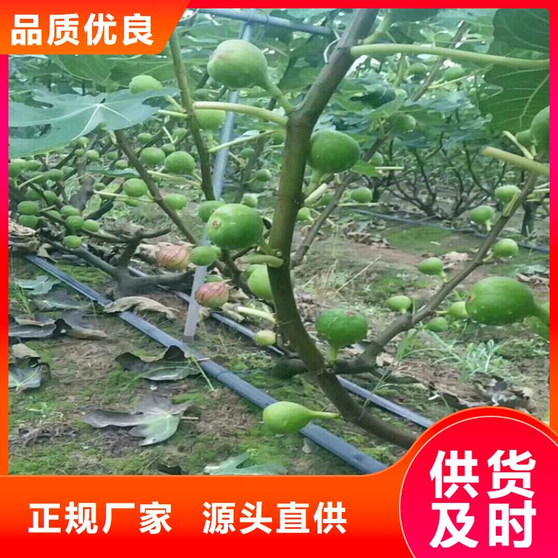 无花果石榴树极速发货