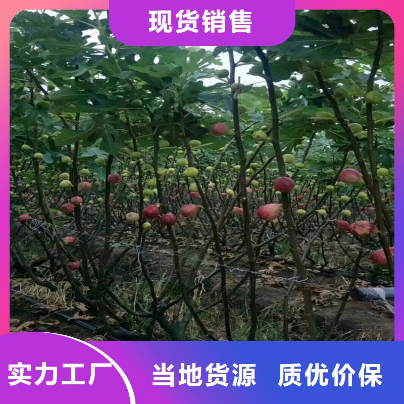 无花果樱桃苗品质之选