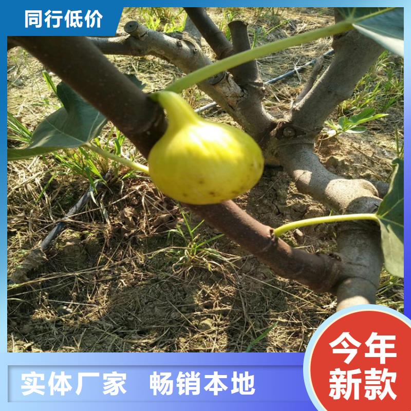 无花果-石榴树长期供应