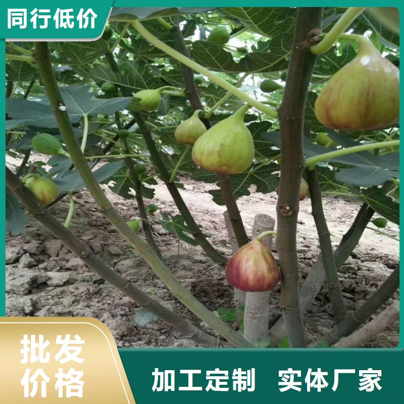 无花果无花果苗厂家直营