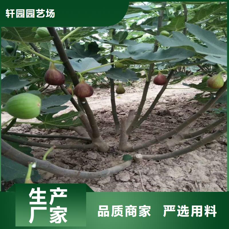 无花果杏树苗供应采购
