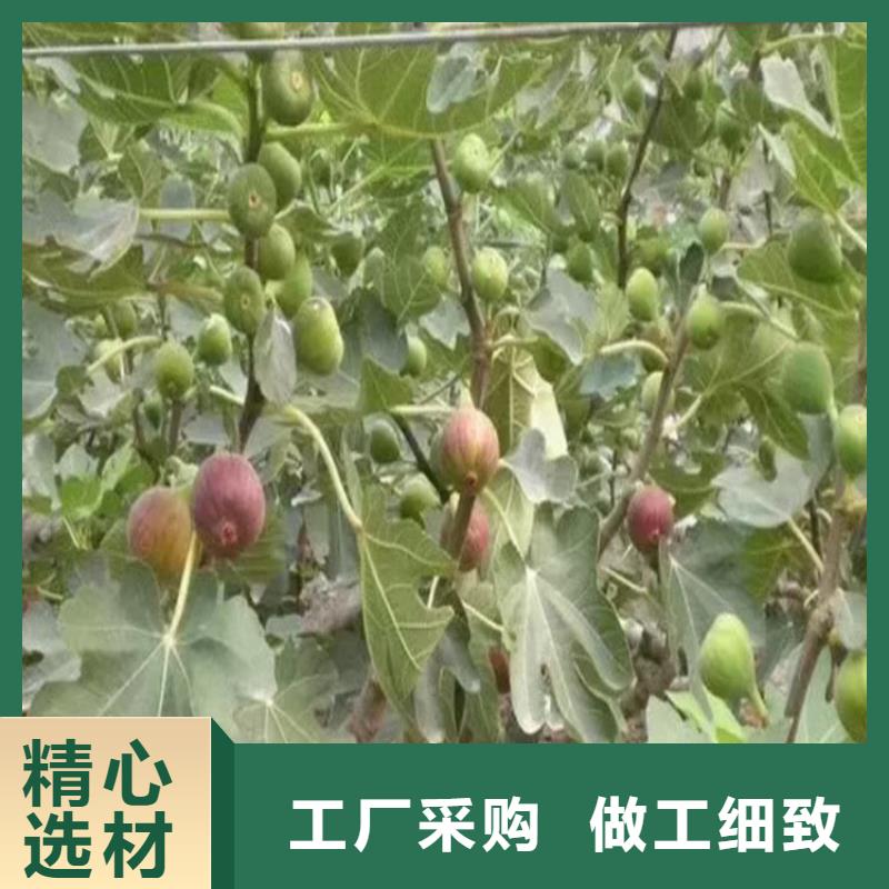 无花果红颜草莓定制定做