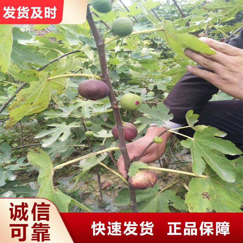 无花果杏树苗支持大批量采购