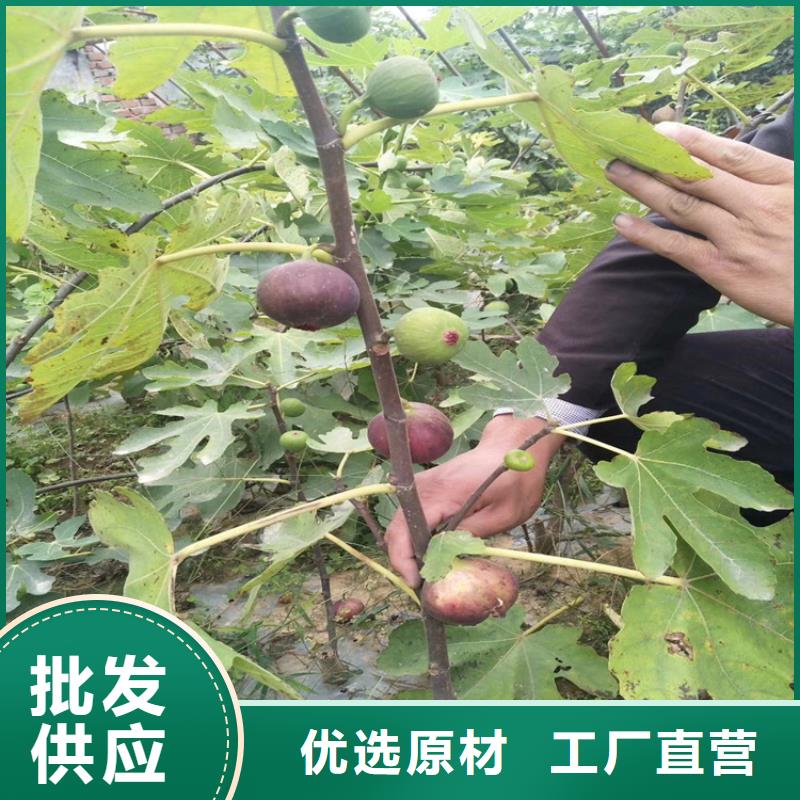 【无花果】梨树苗适用场景