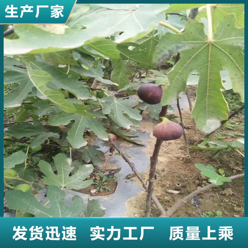 无花果樱桃苗品质之选