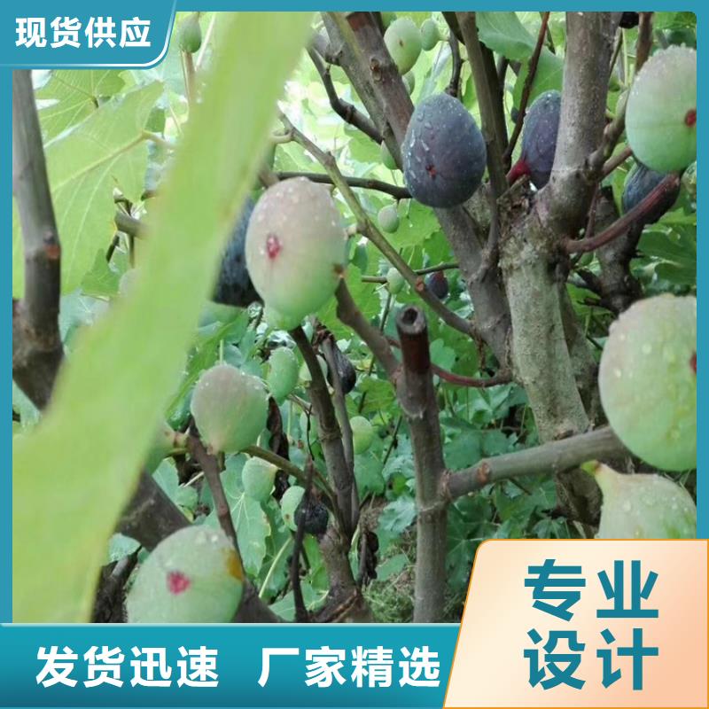无花果樱桃苗批发供应