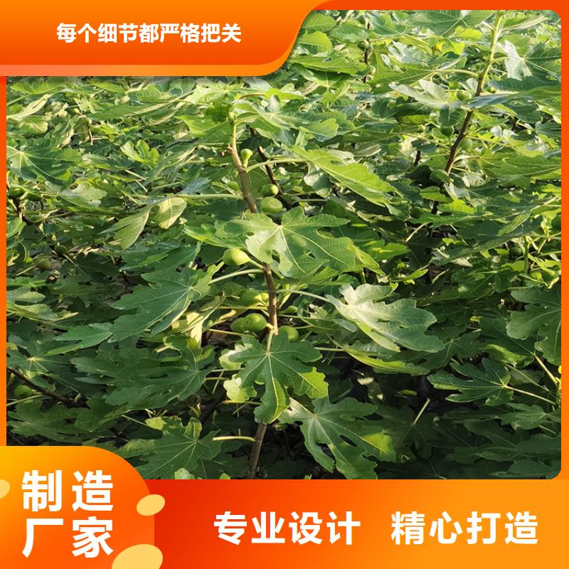 无花果樱桃苗批发供应