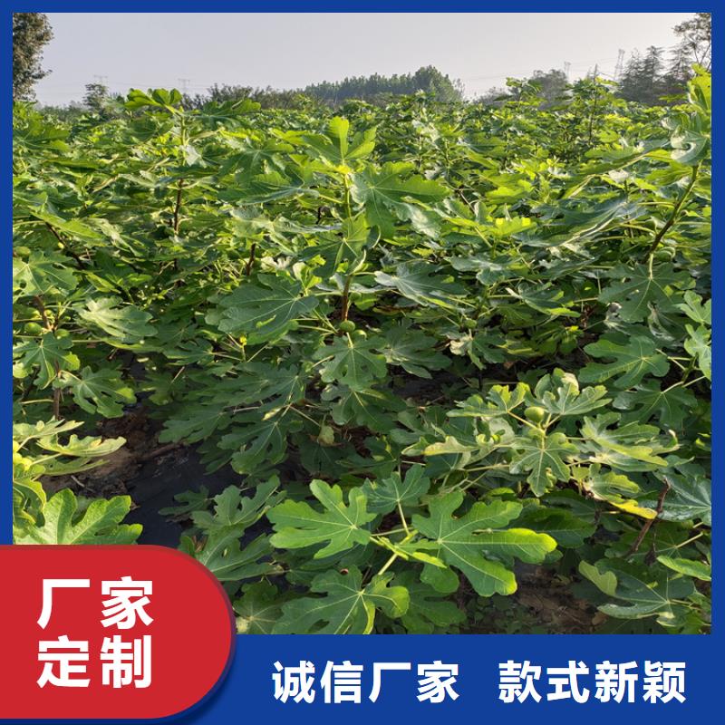 无花果红颜草莓定制定做