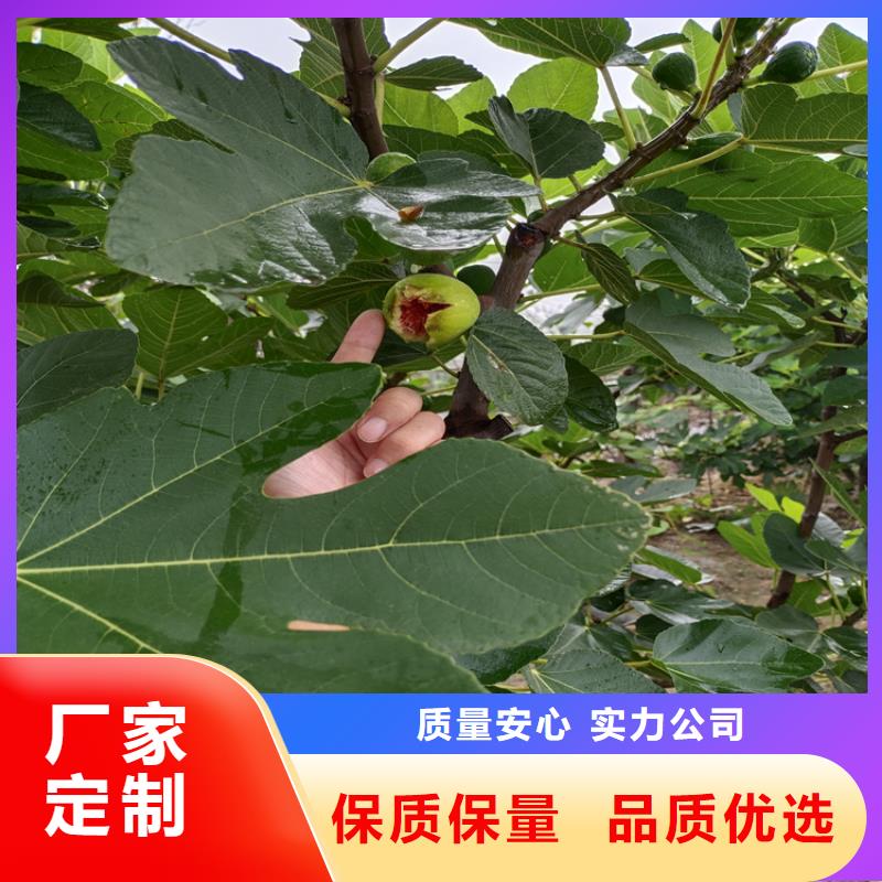 无花果樱桃苗品质之选
