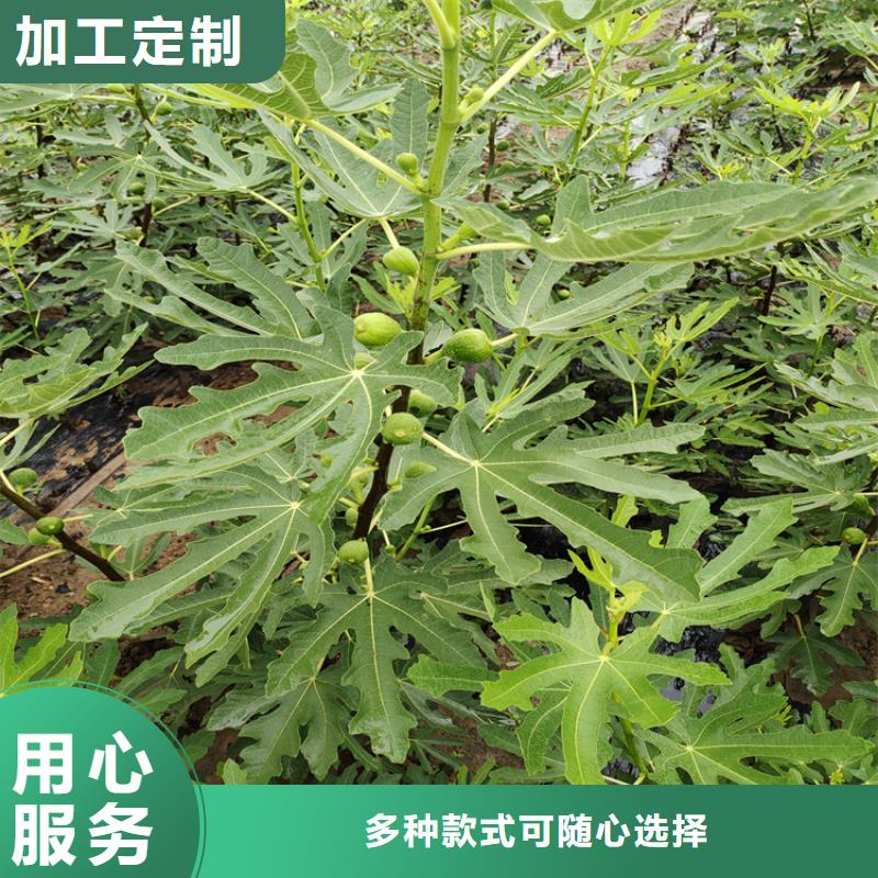 【无花果嘎啦苹果现货直发】