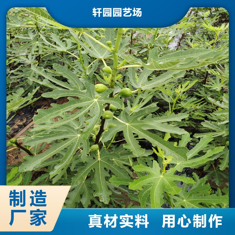无花果樱桃苗品质之选