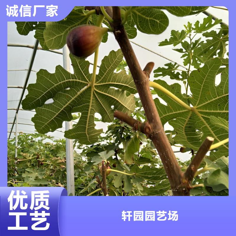 无花果无花果苗厂家直营