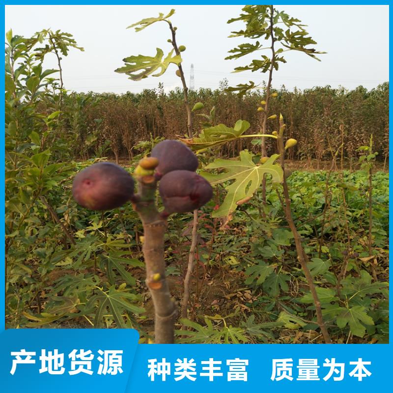 无花果无花果苗厂家直营