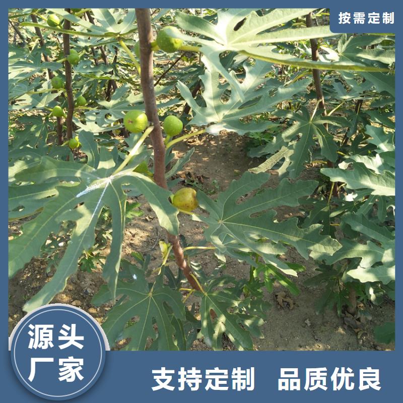 【无花果,西瓜苗工厂价格】