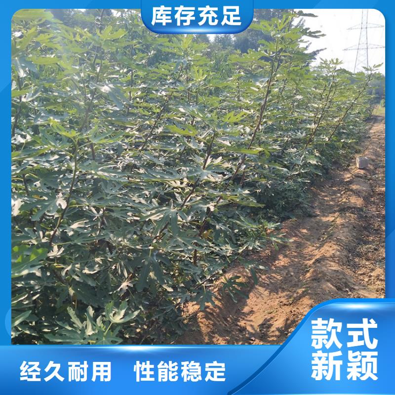 无花果红颜草莓定制定做