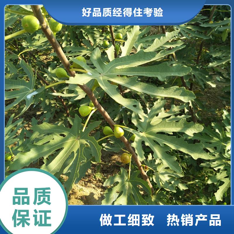 无花果樱桃苗批发供应