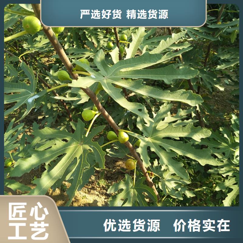无花果,蓝莓苗使用寿命长久