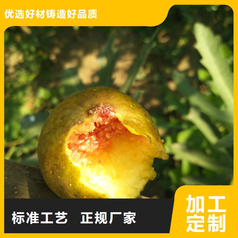 无花果,蓝莓苗使用寿命长久
