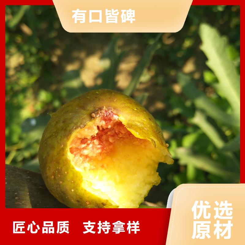 无花果樱桃苗品质之选