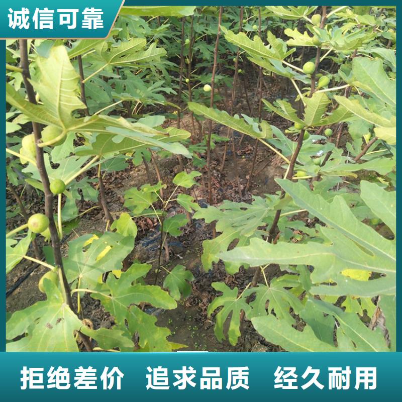无花果西瓜苗批发商