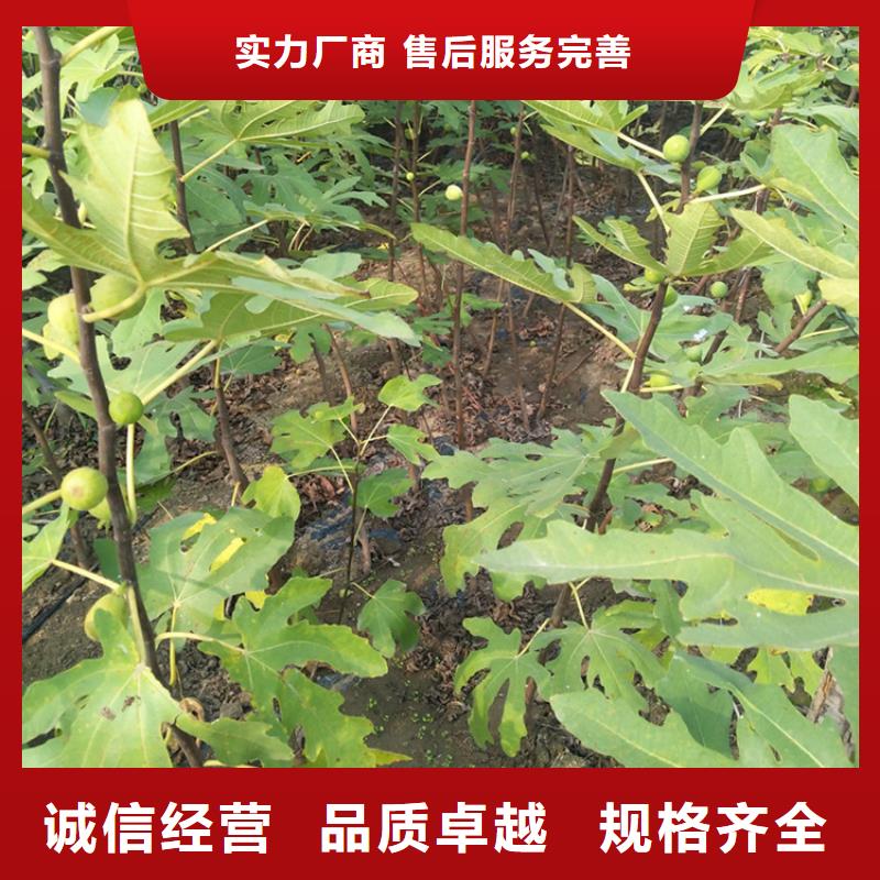 无花果-石榴树长期供应