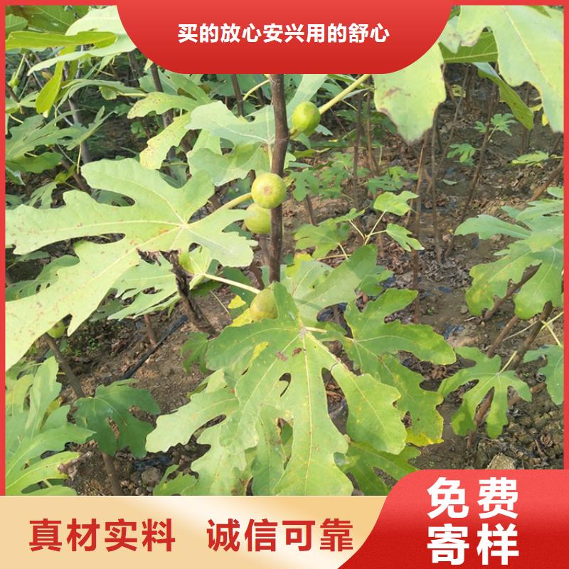 无花果西瓜苗批发商