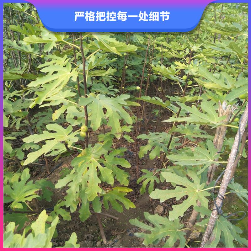 无花果红颜草莓定制定做