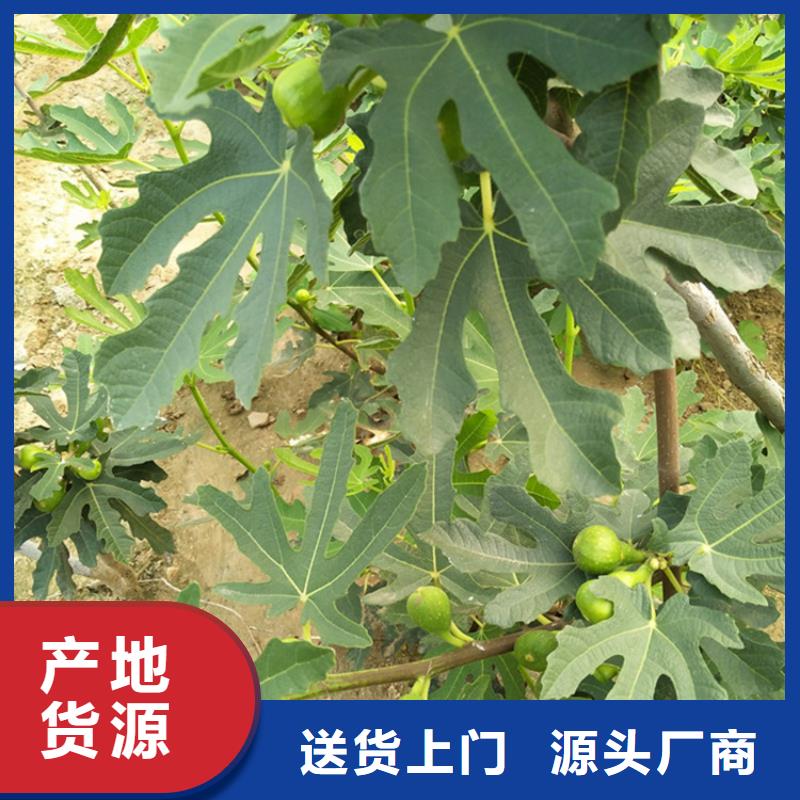 无花果樱桃苗品质之选