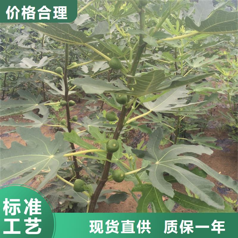 无花果西瓜苗批发商