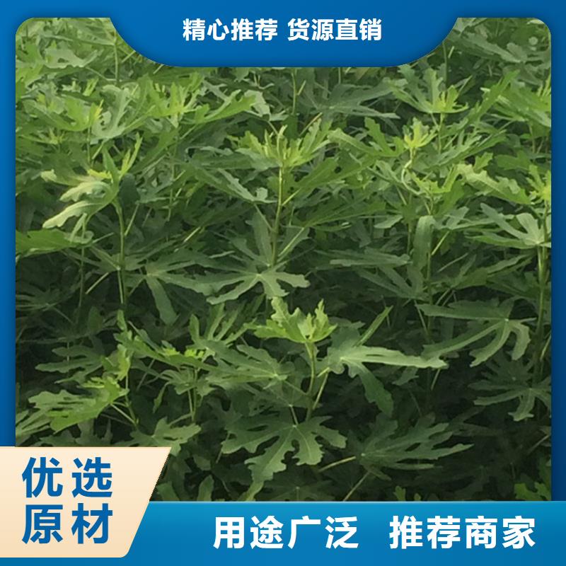 【无花果嘎啦苹果现货直发】