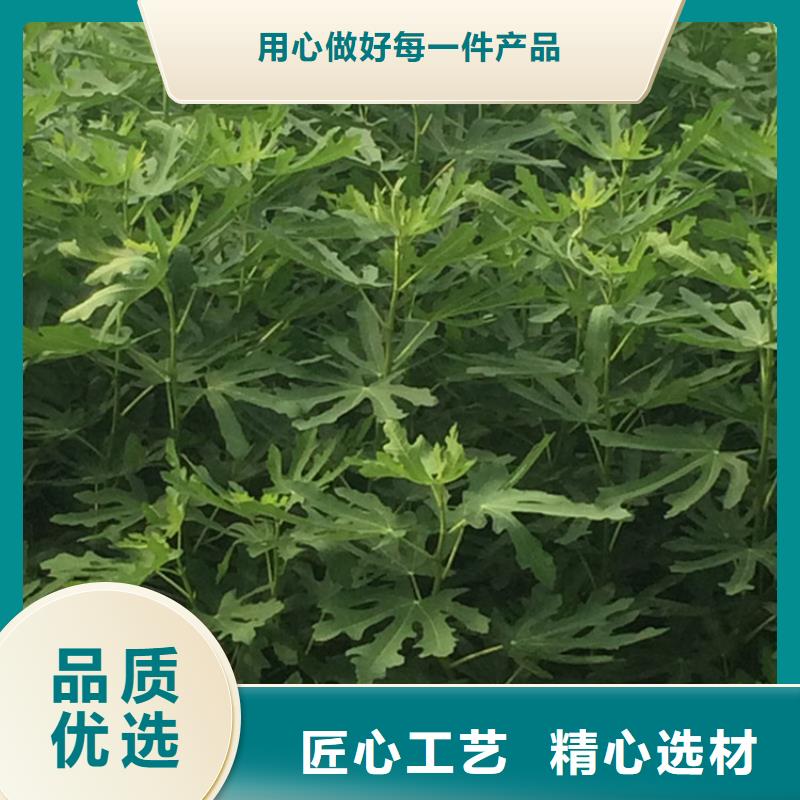 无花果樱桃苗可接急单
