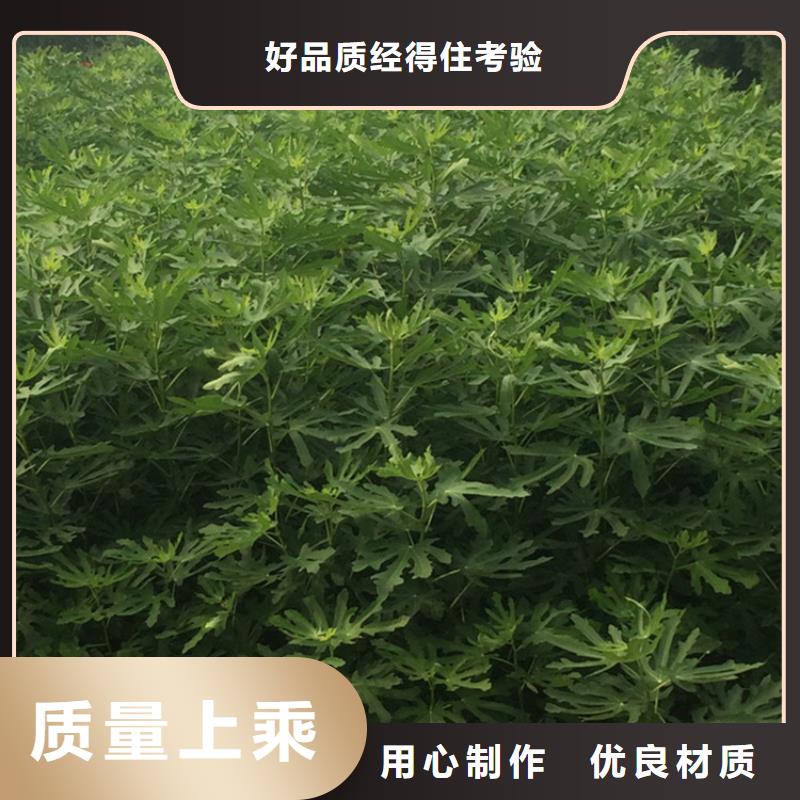 无花果苹果苗专业的生产厂家