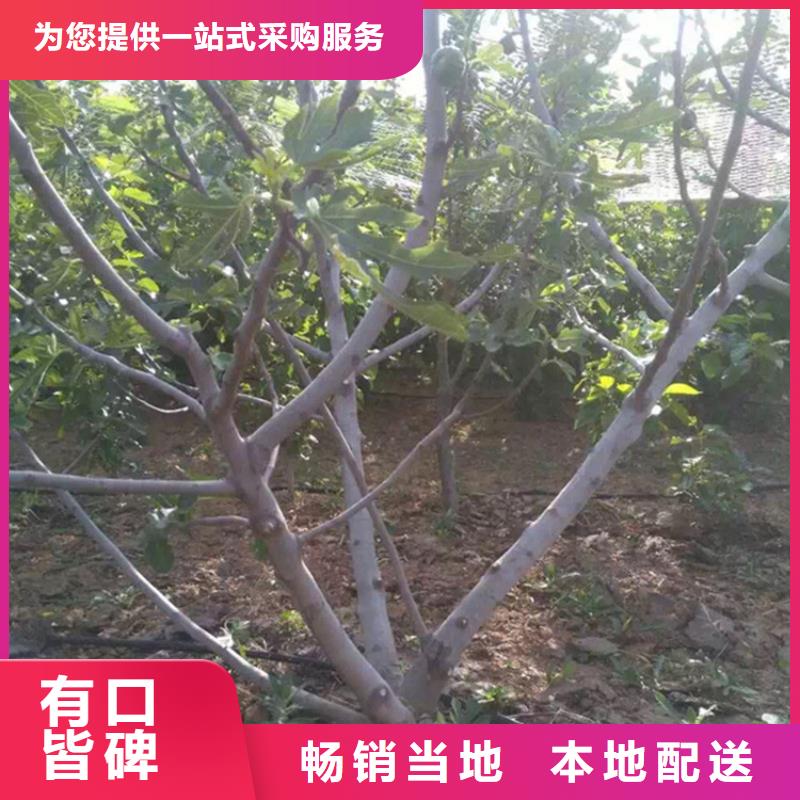 无花果杏树苗以质量求生存