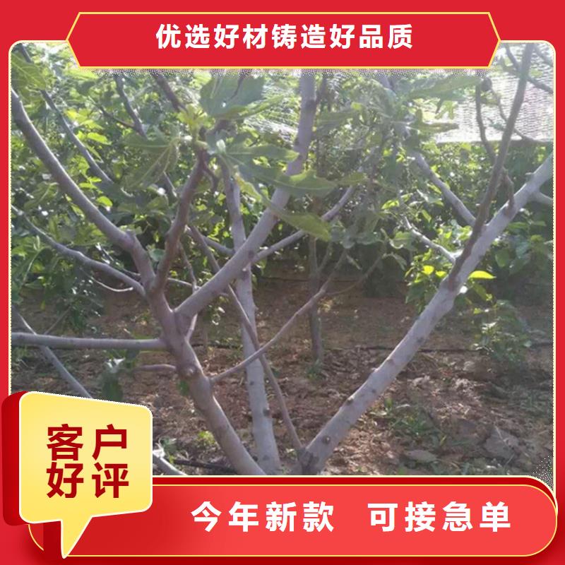 无花果苹果苗专业的生产厂家