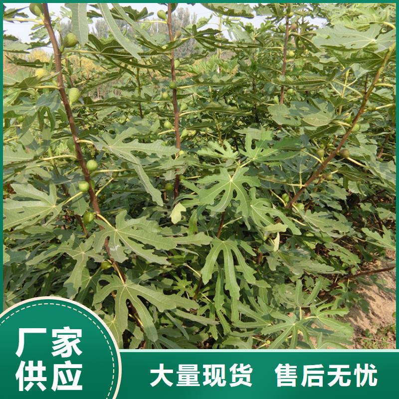 无花果樱桃苗品质之选
