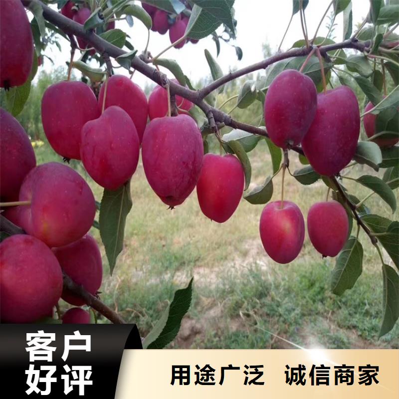 苹果_苹果苗极速发货
