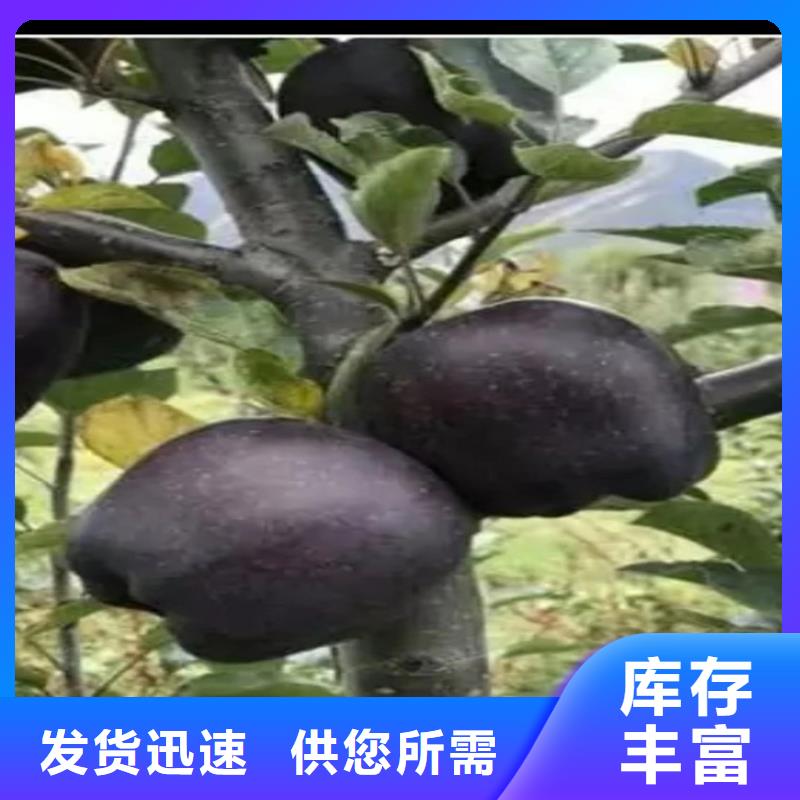 【苹果-樱桃苗支持定制】