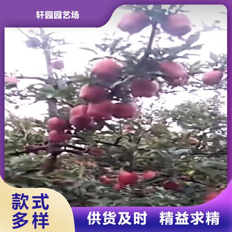 嫁接苹果树苗价格