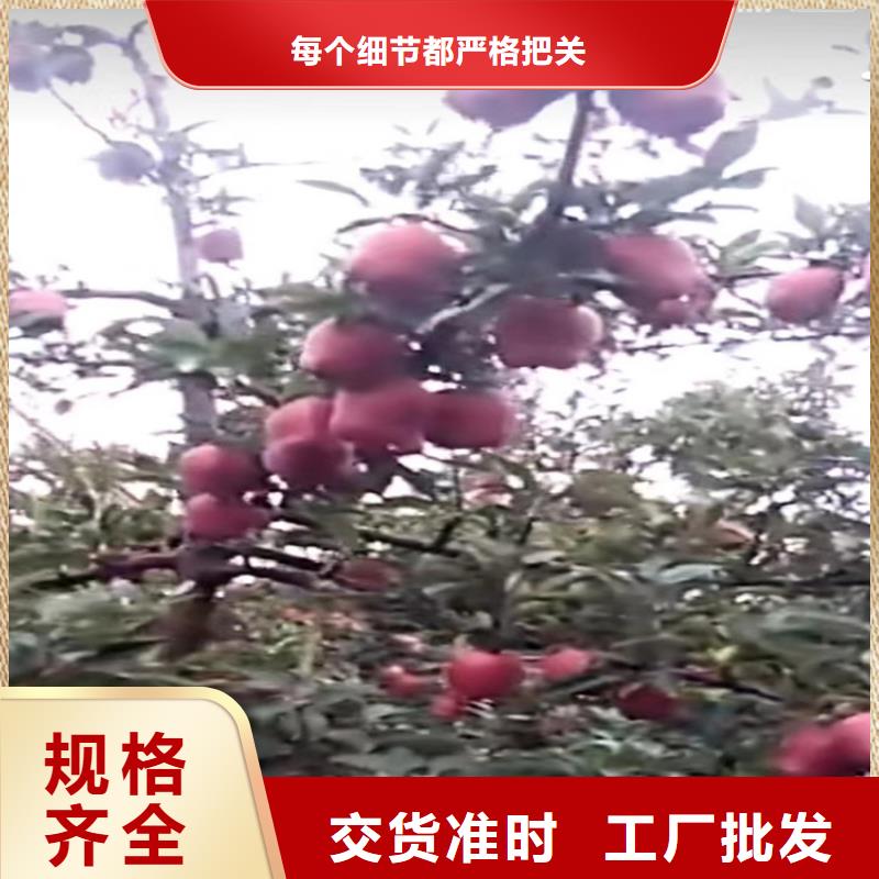 【苹果】玛瑙红石榴苗敢与同行比价格