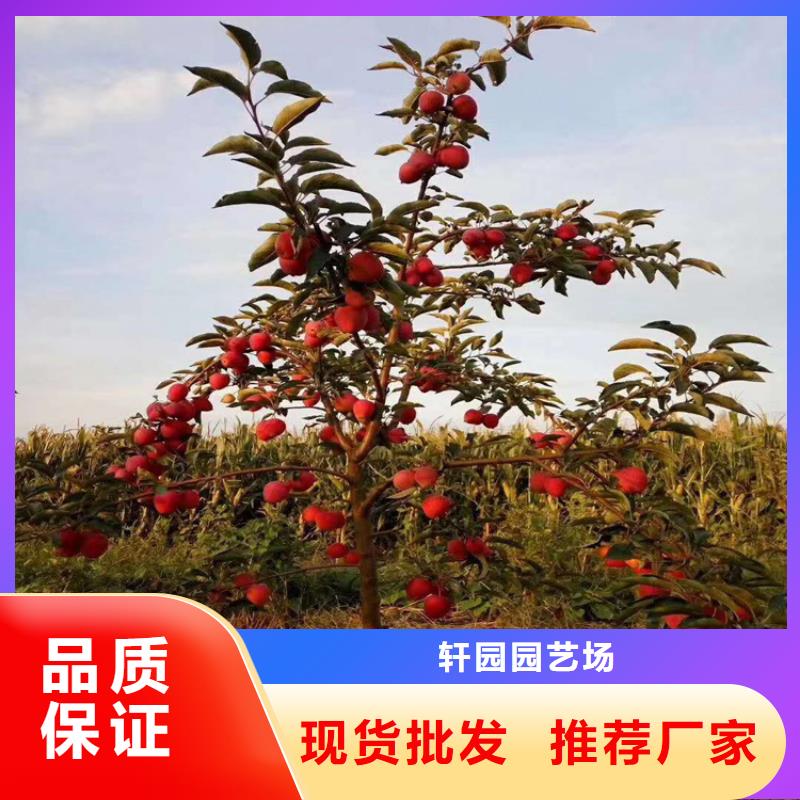 苹果_苹果苗极速发货