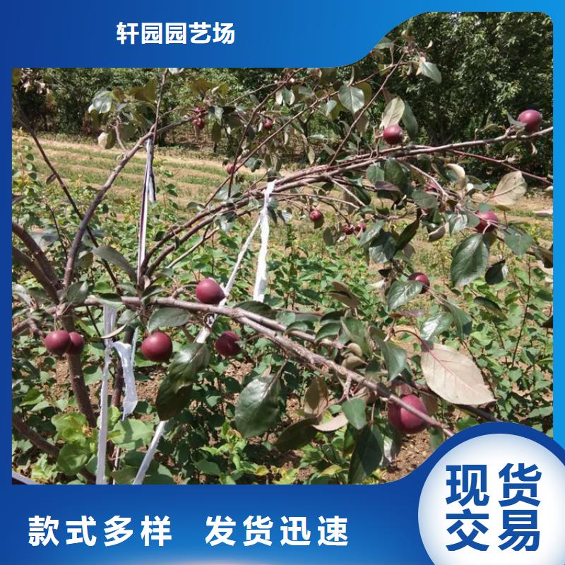 苹果樱桃苗好货直销