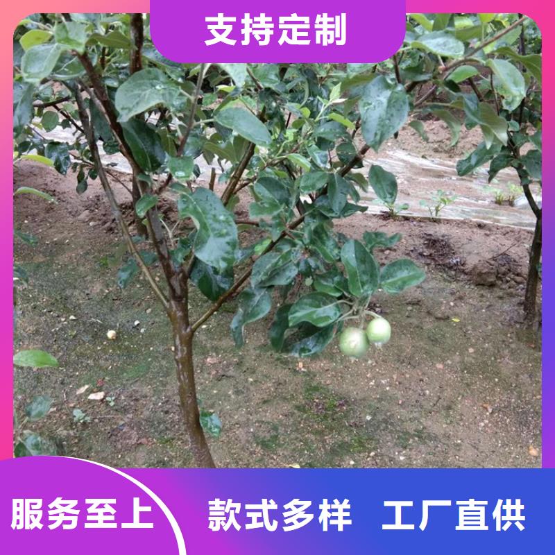 【苹果-樱桃苗支持定制】