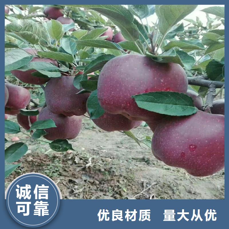 【苹果-樱桃苗支持定制】