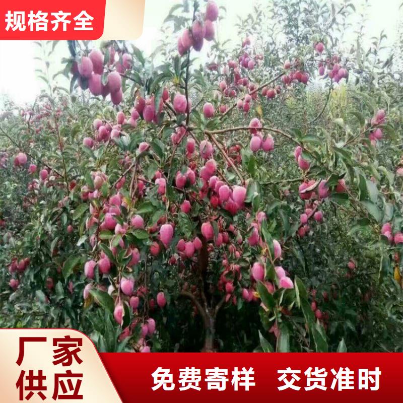 苹果樱桃苗好货直销