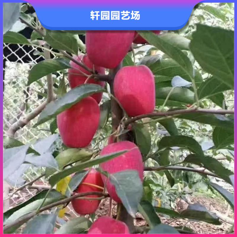 【苹果】玛瑙红石榴苗敢与同行比价格