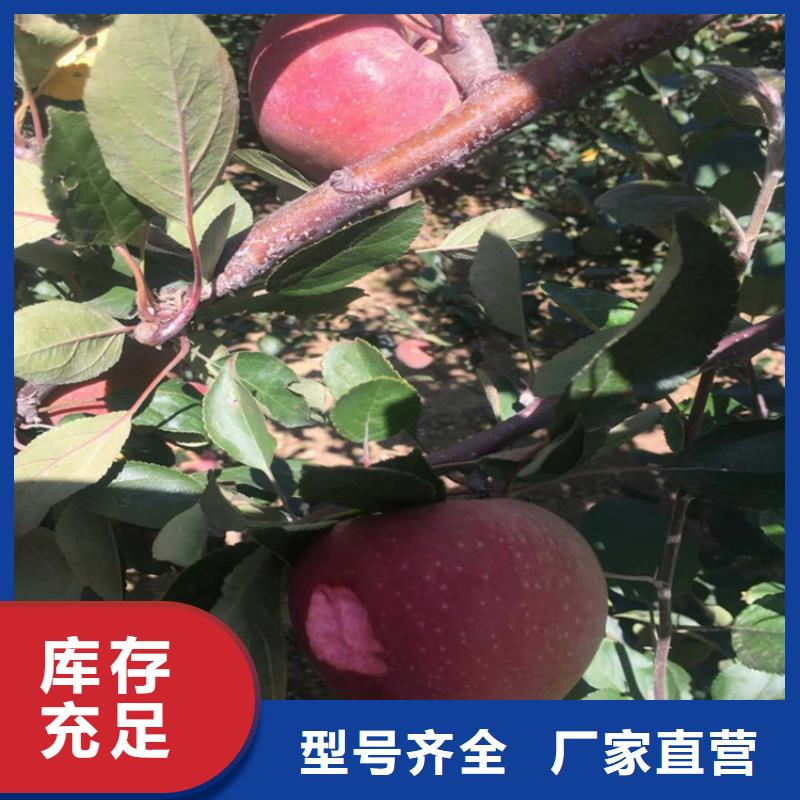 苹果_苹果苗极速发货