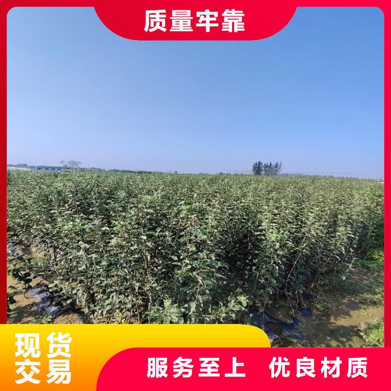 苹果樱桃苗好货直销