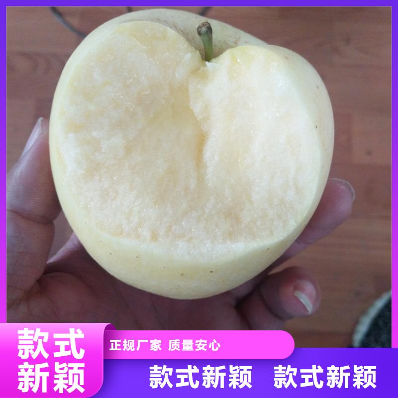 【苹果-樱桃苗支持定制】